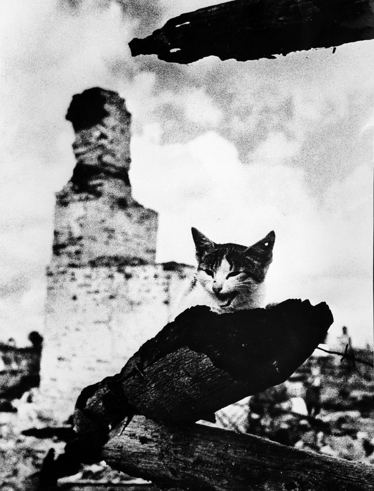 The Black Cat [1941]