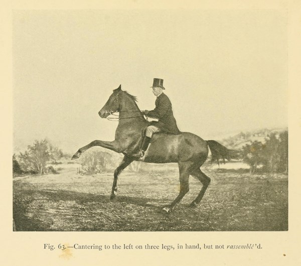 Книги По Верховой Езде Скачать