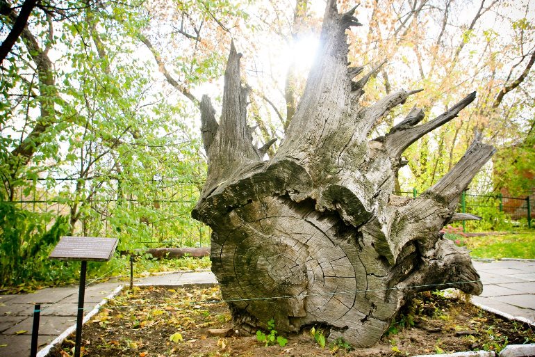 Муром. Памятник вырванному дубу. Фото: moiarussia.ru